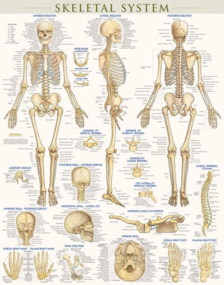 Skeletal System Poster (22 X 28 Inches) - Laminated: A Quickstudy Anatomy Reference by Perez, Vincent