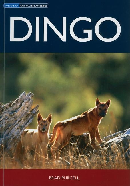 Dingo by Purcell, Brad