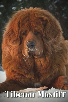 Tibetan Mastiff: Dog breed overview and guide by Pustova, Nina