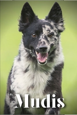 Mudis: Dog breed overview and guide by Pustova, Nina