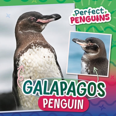 Galapagos Penguin by Latham, Bethany