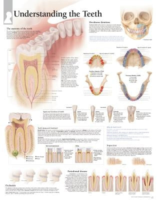 Understanding the Teeth Chart: Wall Chart by Scientific Publishing