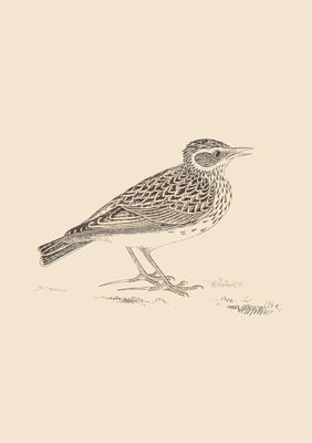Sonnets for Birds by Staniforth, Mark