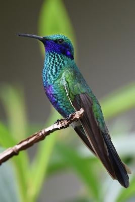 Hummingbird: Hummingbirds Are Birds Native to the Americas and Constitute the Biological Family Trochilidae. by Journals, Planners and