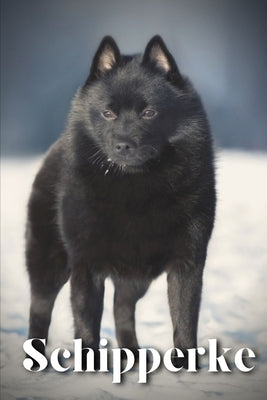 Schipperke: Dog breed overview and guide by Pustova, Nina