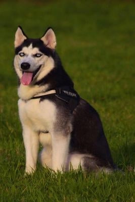 Husky: This Is a General Name for a Sled-Type of Dog Used in Northern Regions, Differentiated from Other Sled-Dog Types by Th by Journals, Planners and
