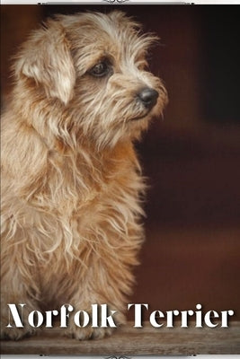 Norfolk Terrier: Dog breed overview and guide by Pustova, Nina