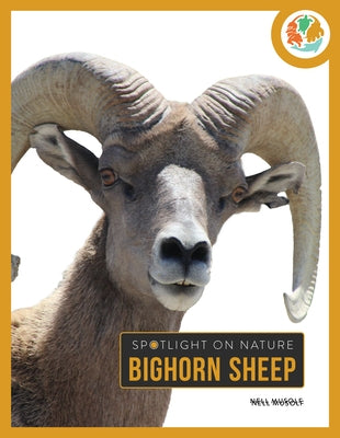 Bighorn Sheep by Musolf, Nell