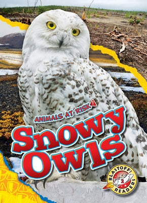 Snowy Owls by Grack, Rachel