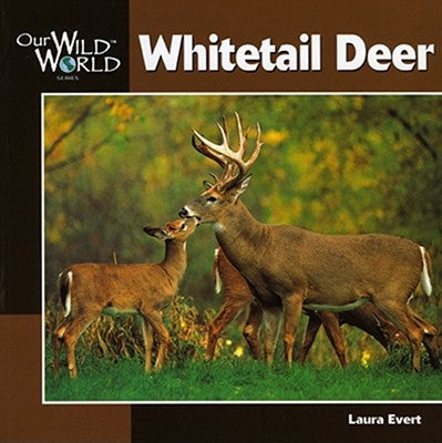 Whitetail Deer by Evert, Laura