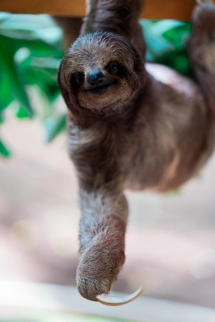 sloth by Ogg, Kaci