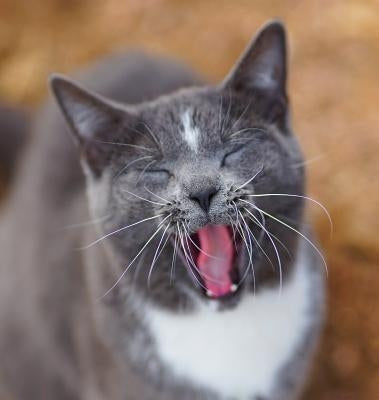 Colorado Barn Cats - Skunk and Chauncey by Wunderlich, Jordan