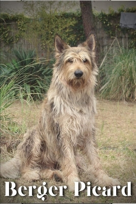 Berger Picard: Dog breed overview and guide by Pustova, Nina