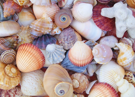 All the Shells 1000-Piece Jigsaw Puzzle by Peter Pauper Press Inc