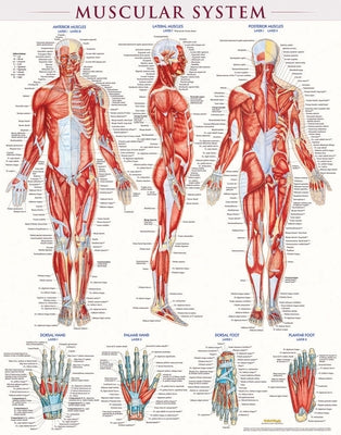 Muscular System Poster (22 X 28 Inches) - Laminated: A Quickstudy Anatomy Reference by Perez, Vincent