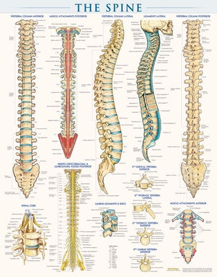 Spine Anatomy Poster (22 X 28 Inches) - Laminated: A Quickstudy Reference by Perez, Vincent