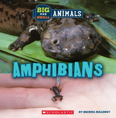 Big and Small: Amphibians (Wild World) by Maloney, Brenna