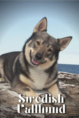 Swedish Vallhund: Dog breed overview and guide by Pustova, Nina