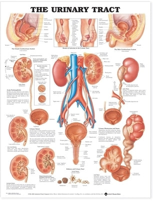 The Urinary Tract Anatomical Chart by Anatomical Chart Company