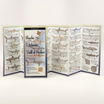 Sharks, Skates, & Rays of the Alantic & Gulf of Mexico by Kells, Val