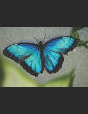 Butterfly Diary by Press, Paisley Cat