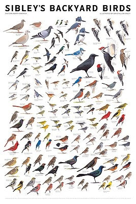 Sibley Backyard Birds: Eastern North America by Sibley, David Allen
