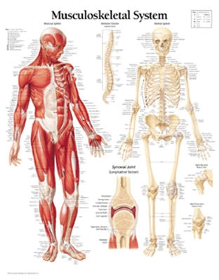 Musculoskeletal System Chart: Wall Chart by Scientific Publishing