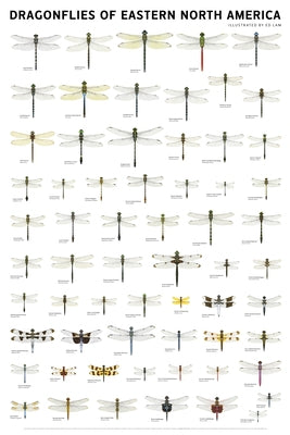 Dragonflies of Eastern North America by Lam, Ed