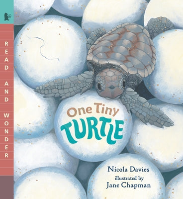 One Tiny Turtle by Davies, Nicola