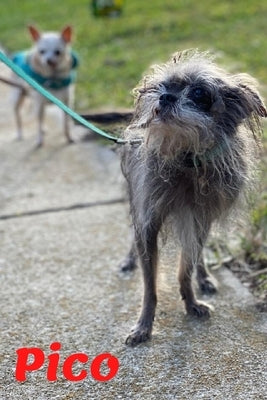 Pico: Tiny Dog Massive Penis by Properties, Intellectual