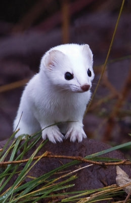 Short-Tailed Weasel Blank Journal by Press, Nodin