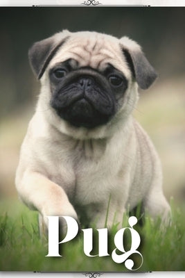Pug: Dog breed overview and guide by Pustova, Nina