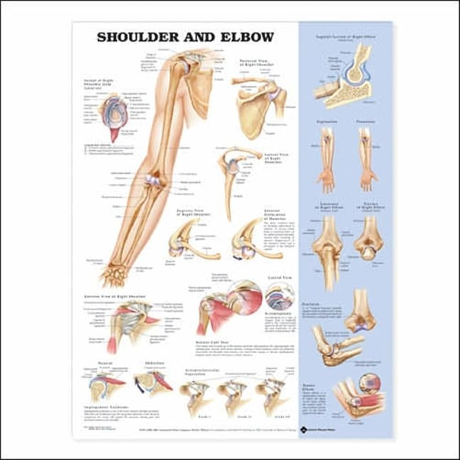 Shoulder and Elbow Anatomical Chart by Anatomical Chart Company