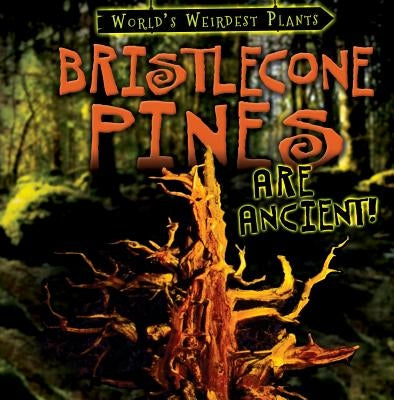 Bristlecone Pines Are Ancient! by Fletcher, Patricia