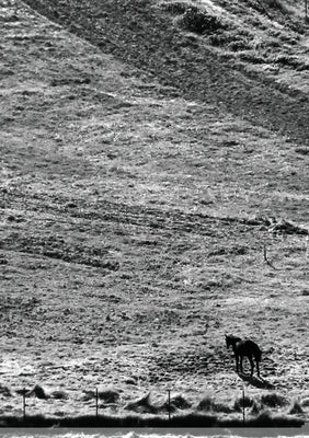 The Stone Soup Notebook: One Horse - Lara Katz - lined by Soup, Stone