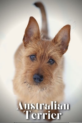 Australian Terrier: Dog breed overview and guide by Pustova, Nina