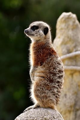 Meercat: The Meerkat or Suricate Is a Small Carnivoran Belonging to the Mongoose Family. It Is the Only Member of the Genus Sur by Journal, Planners and