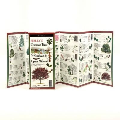 Sibley's Common Trees in the Cities & Towns of the Northeast & Upper Midwest by Sibley, David