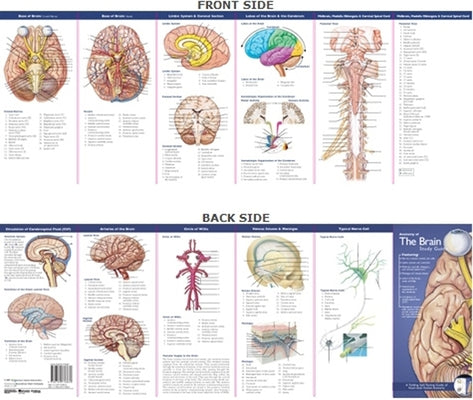 Anatomical Chart Company's Illustrated Pocket Anatomy: Anatomy of the Brain Study Guide by Anatomical Chart Company