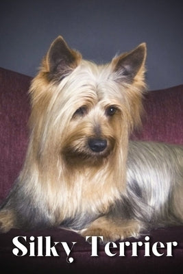 Silky Terrier: Dog breed overview and guide by Pustova, Nina