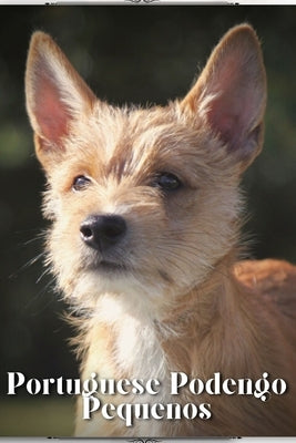 Portuguese Podengo Pequenos: Dog breed overview and guide by Pustova, Nina