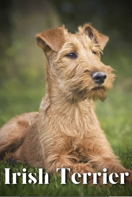 Irish Terrier: Dog breed overview and guide by Pustova, Nina