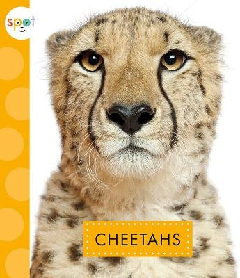 Cheetahs by Klukow, Mary Ellen