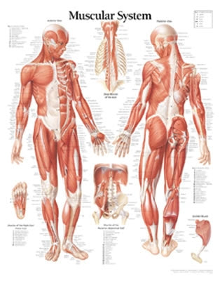 Muscular System Male Chart: Laminated Wall Chart by Scientific Publishing