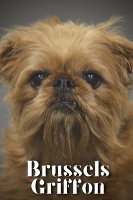Brussels Griffon: Dog breed overview and guide by Pustova, Nina