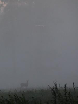 Astroecology by Helden, Johannes J.