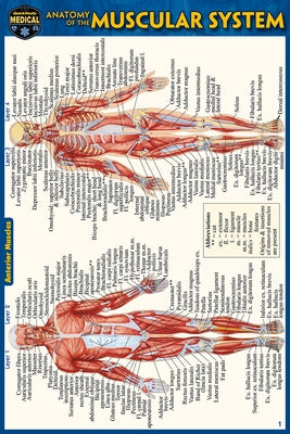 Anatomy of the Muscular System (Pocket-Sized Edition - 4x6 Inches) by Perez, Vincent