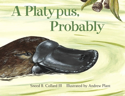 A Platypus, Probably by Collard, Sneed B.