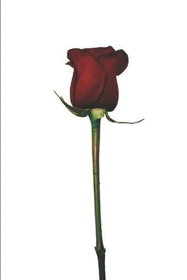 Lillian: Rose by Belle, Casey