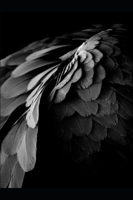 First Feathers by Burrow, Justin